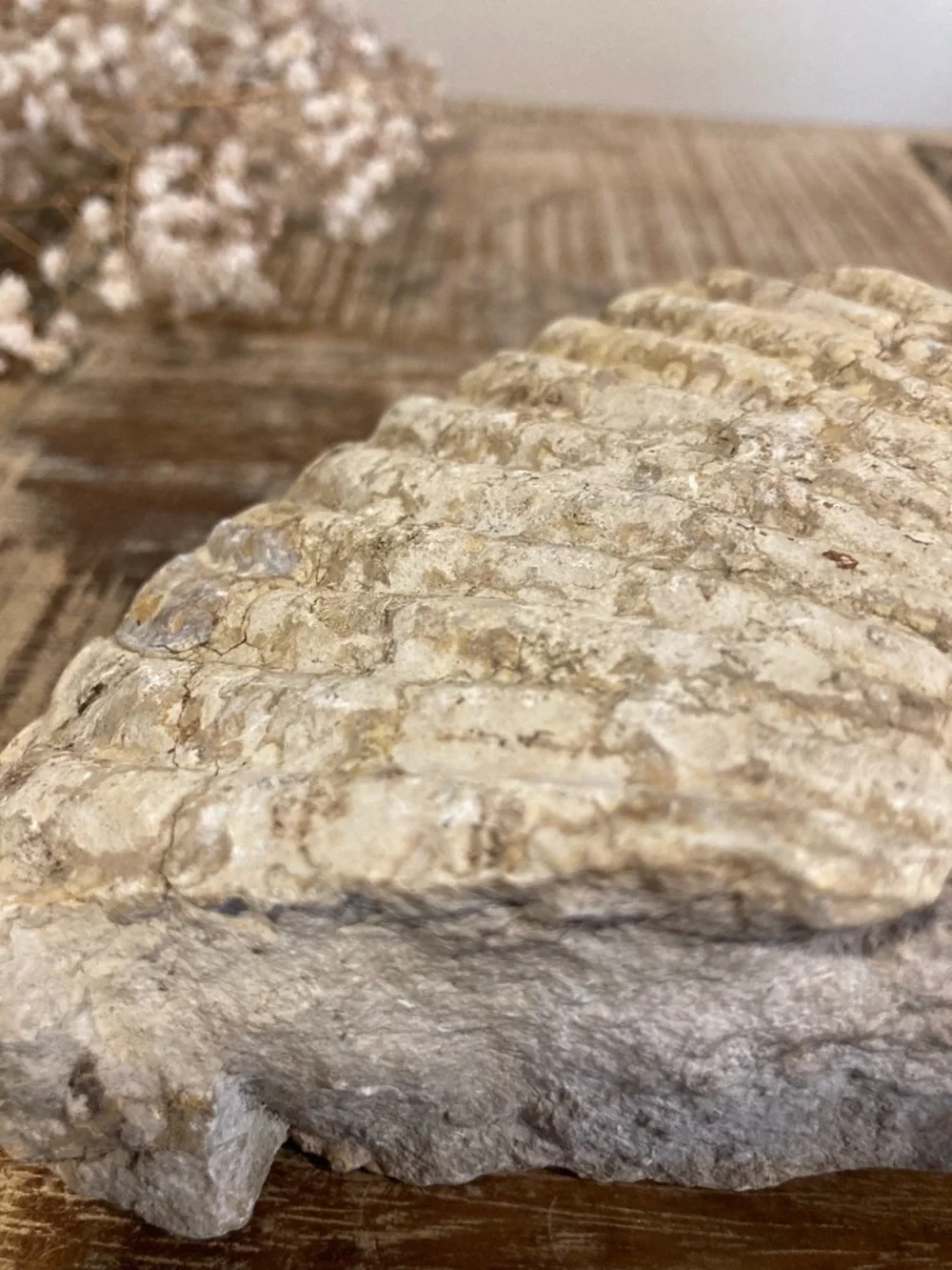 Fossilized Shell Chunk Stone Decor